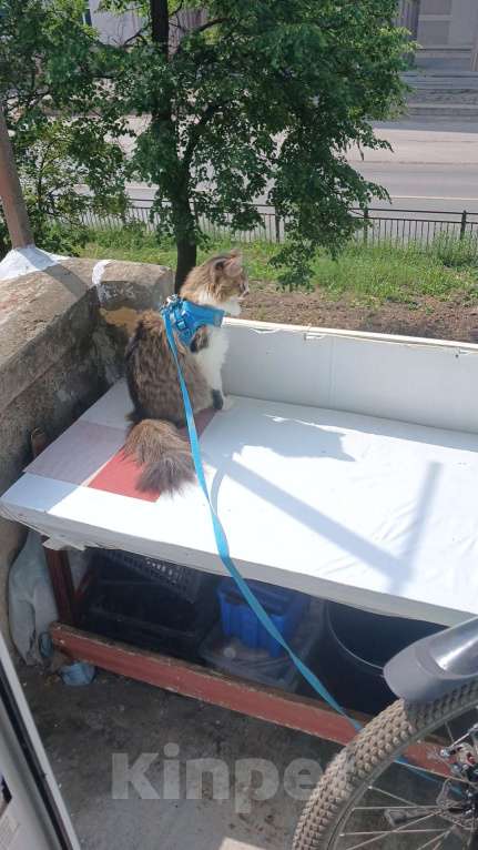 Кошки в Иваново: Потерялся кот Мальчик, Бесплатно - фото 3