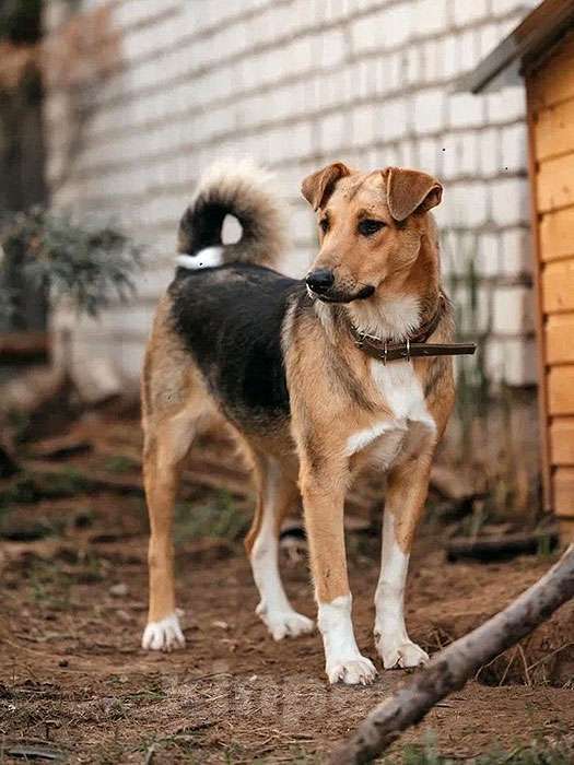 Собаки в Нижнем Новгороде: Очень нужны добрые дома подросткам-собакам, отличным охранникам Девочка, 10 руб. - фото 6