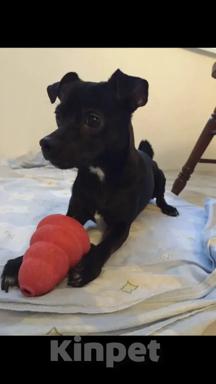 Собаки в Краснодаре: Отдам в добрые руки собачку Мальчик, Бесплатно - фото 1