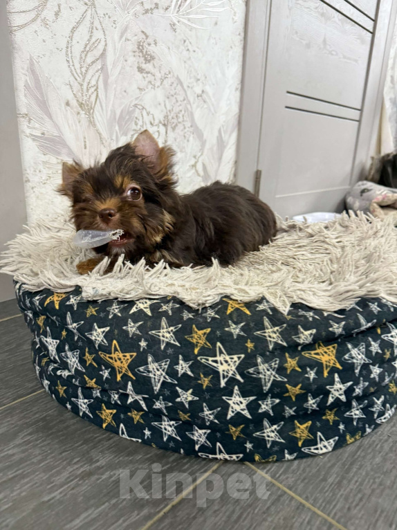 Собаки в Краснодаре: Шоколадный Йорк, Мальчик Мальчик, 30 000 руб. - фото 5