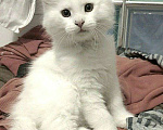 Кошки в Москве: Мейн-кун котёнок Девочка, 14 870 руб. - фото 1