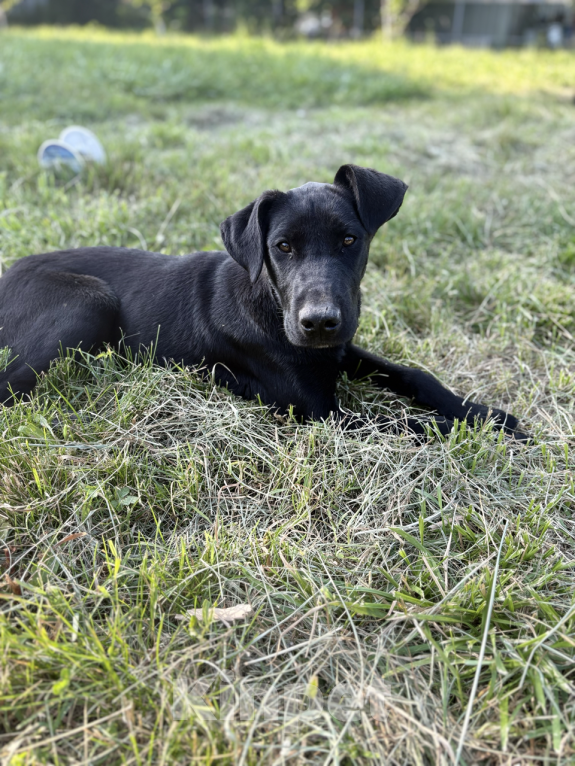 Собаки в других городах Краснодарского края: Уникальный щенок «ризеновчарик» мальчик Рэй Мальчик, 1 000 руб. - фото 3