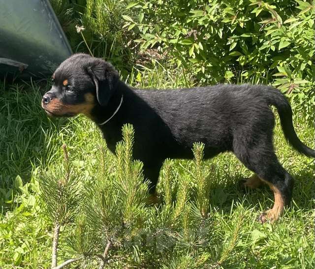 Собаки в Санкт-Петербурге: щенок ротвейлера Мальчик, 60 000 руб. - фото 4