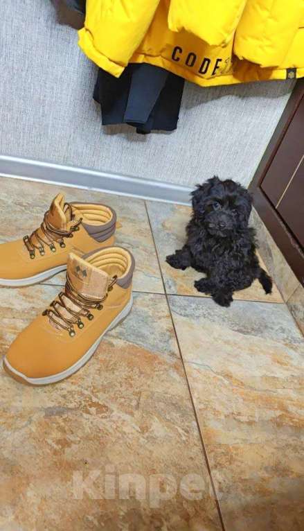 Собаки в Москве: Мальтипу девочка черный жемчуг Девочка, 140 000 руб. - фото 2