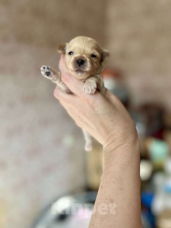 Собаки в Санкт-Петербурге: Мини мальтипу мальчик Мальчик, 160 000 руб. - фото 1