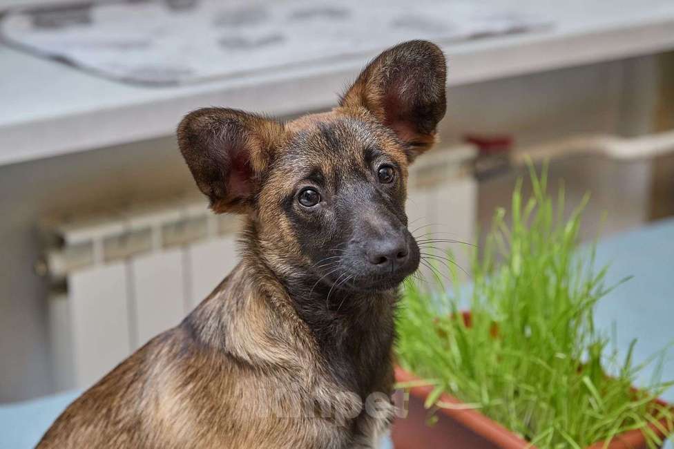 Собаки в Москве: Трогательный щенок Арчи очень ждёт свою семью! Мальчик, Бесплатно - фото 2