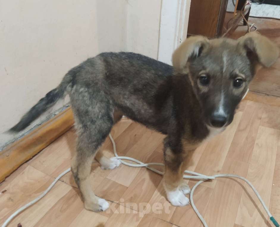 Собаки в Пензе: Щенок в добрые руки  Девочка, Бесплатно - фото 3