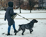 Собаки в Санкт-Петербурге: Красотка собака породы Дратхаар Девочка, Бесплатно - фото 4