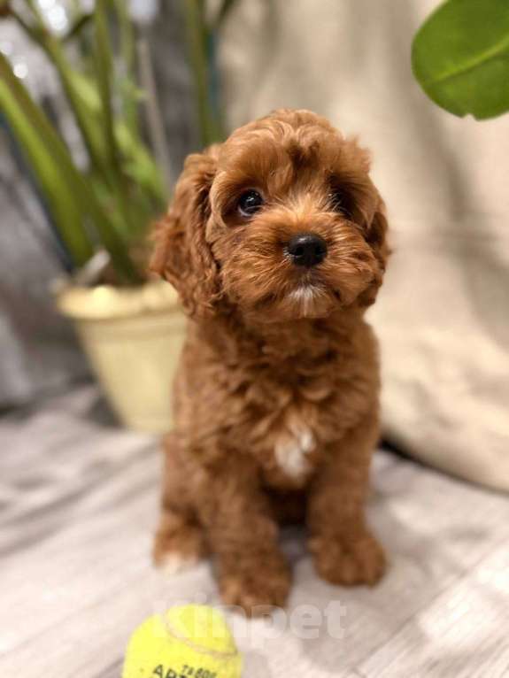 Собаки в Москве: Шикарная девочка кавапу Девочка, Бесплатно - фото 1