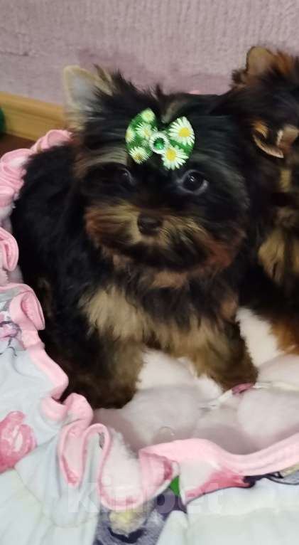 Собаки в Москве: Щенок Йоркширский терьер Мальчик, 65 000 руб. - фото 4