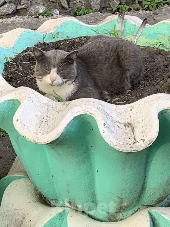 Кошки в Тюмени: серый кот в добрые руки Мальчик, Бесплатно - фото 4