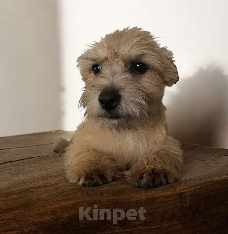 Собаки в Москве: Щенок Норвич терьер Девочка, 70 000 руб. - фото 1