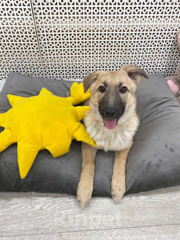 Собаки в Москве: Щенки бесплатно в Москве Девочка, Бесплатно - фото 2