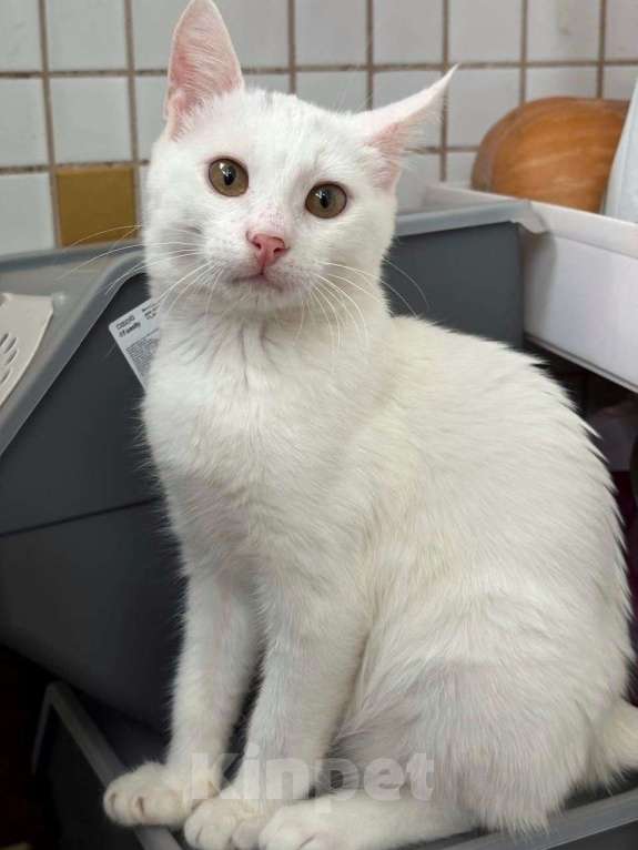 Кошки в Москве: Хозяева выкинули котенка. Срочный поиск дома! Мальчик, Бесплатно - фото 2