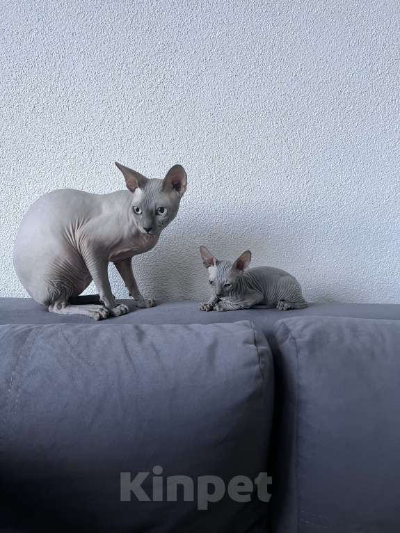 Кошки в Ярославле: Котенок породы Канадский сфинкс  Мальчик, 13 000 руб. - фото 7