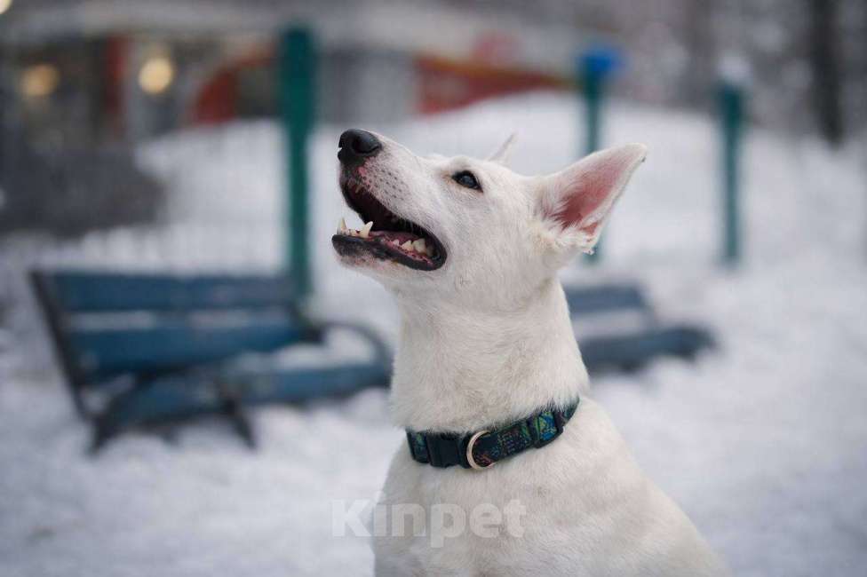 Собаки в Москве: Ласковый Арчи ищет дом Мальчик, Бесплатно - фото 2