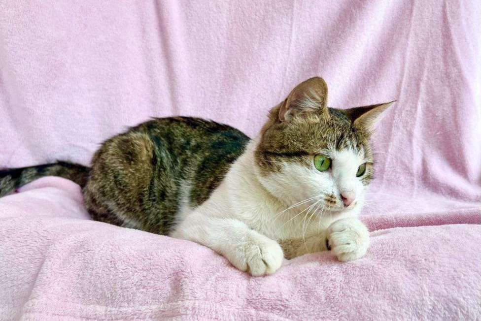 Кошки в Москве: Не просто кошка - королева в добрые руки Девочка, Бесплатно - фото 3