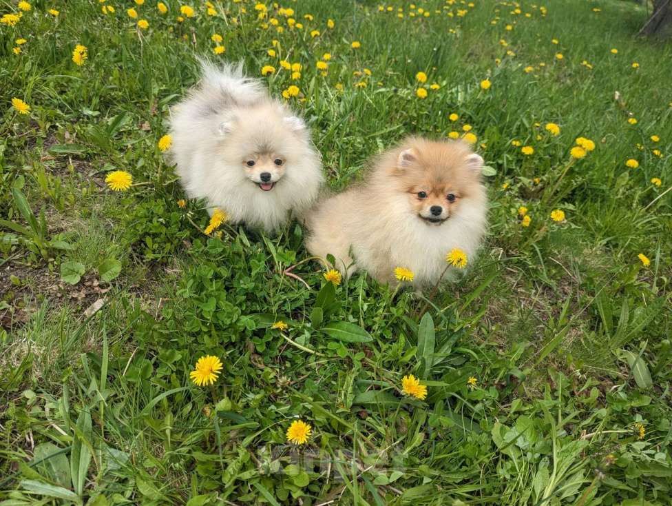 Собаки в Зеленограде: Щенки померанского шпица Мальчик, 27 000 руб. - фото 3