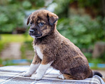Собаки в Солнечногорске: Тигровый мальчик в дар Мальчик, Бесплатно - фото 2