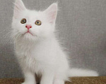 Кошки в Нижнем Новгороде: Котята мейн-кун Девочка, 12 000 руб. - фото 1