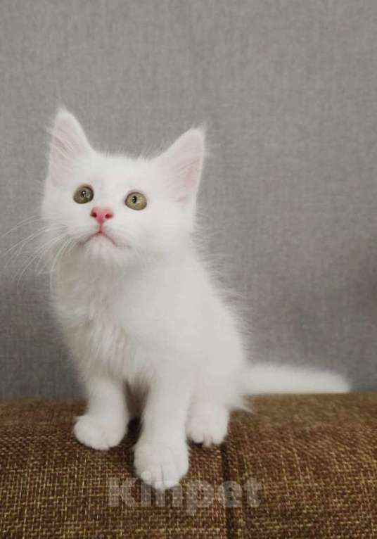 Кошки в Нижнем Новгороде: Котята мейн-кун Девочка, 12 000 руб. - фото 1