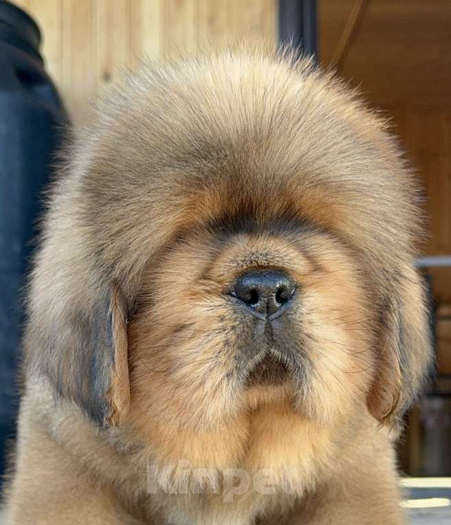 Собаки в Москве: Девочка Елка 🌲  Девочка, 300 000 руб. - фото 2