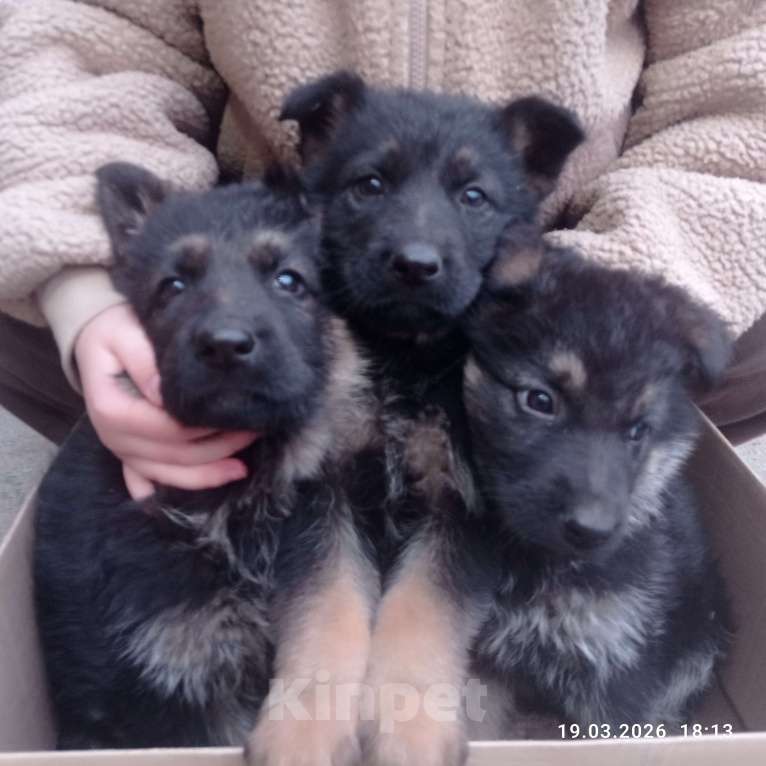Собаки в других городах Краснодарского края: Восточноевропейская овчарка Девочка, 10 000 руб. - фото 7
