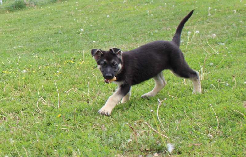 Собаки в Москве: Радомира Девочка, 45 000 руб. - фото 3