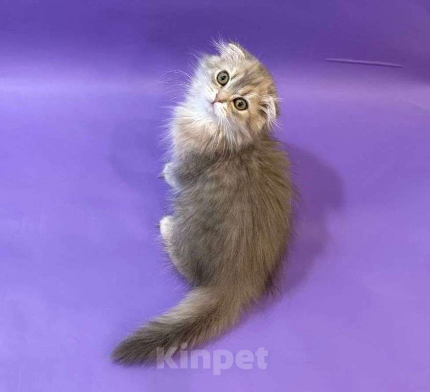 Кошки в Клине: Амадей Мальчик, 20 000 руб. - фото 1