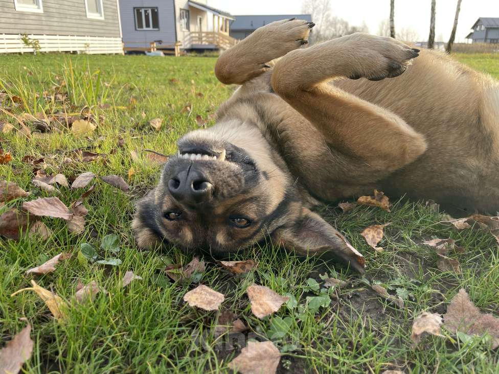 Собаки в Туле: Обожает детей и комплименты Девочка, Бесплатно - фото 4