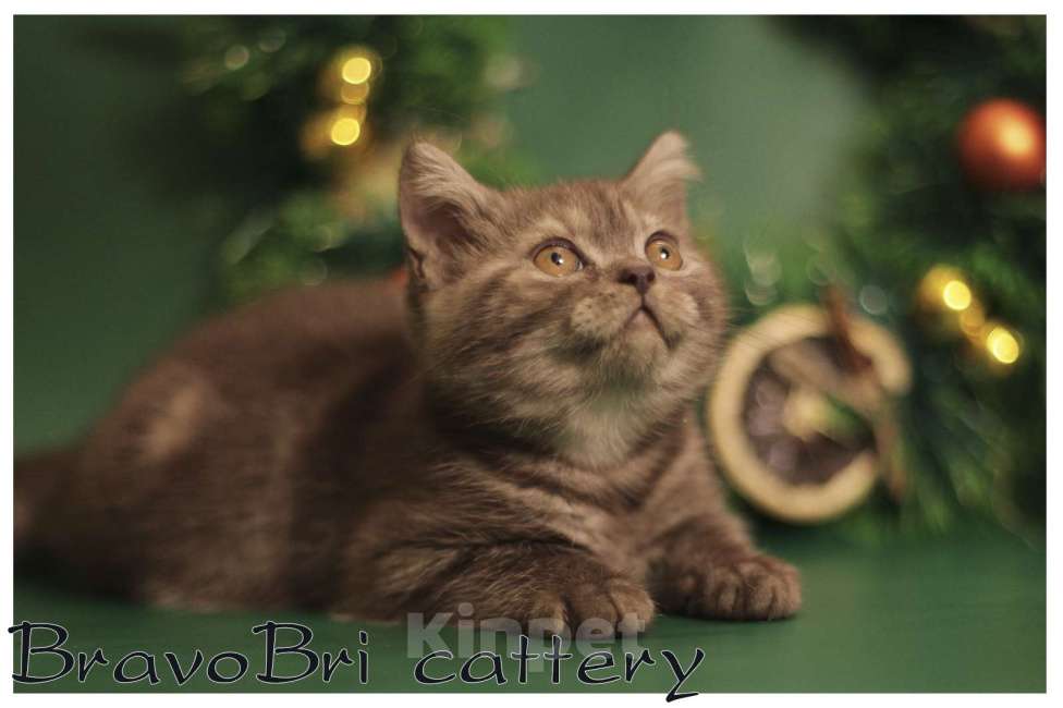 Кошки в Сургуте: Британская короткошерстная кошечка Девочка, 60 000 руб. - фото 9