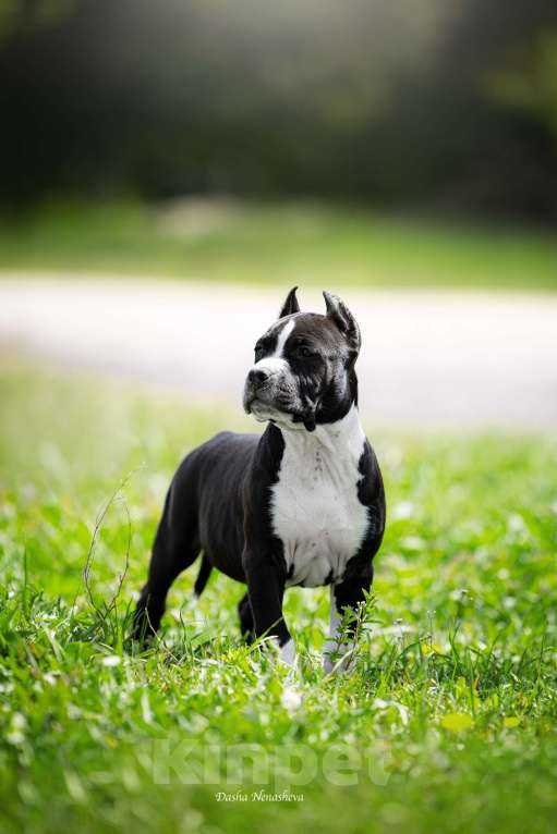 Собаки в других городах Московской области: Амстафф щенки  Мальчик, 120 000 руб. - фото 2