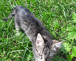 Кошки в Видном: Котенок в добрые руки Девочка, 100 руб. - фото 4