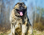 Собаки в Москве: Годовалый кавказец в дар, Бесплатно - фото 3