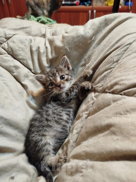 Кошки в Калуге: Котенок Мальчик, Бесплатно - фото 2