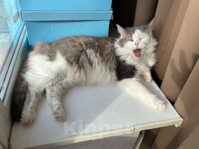 Кошки в Санкт-Петербурге: Ласковая красавица в добрые руки Девочка, Бесплатно - фото 4