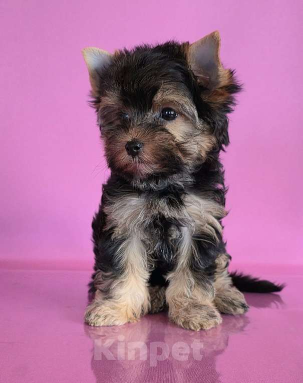 Собаки в Раменском: Красотка Девочка, 45 000 руб. - фото 3