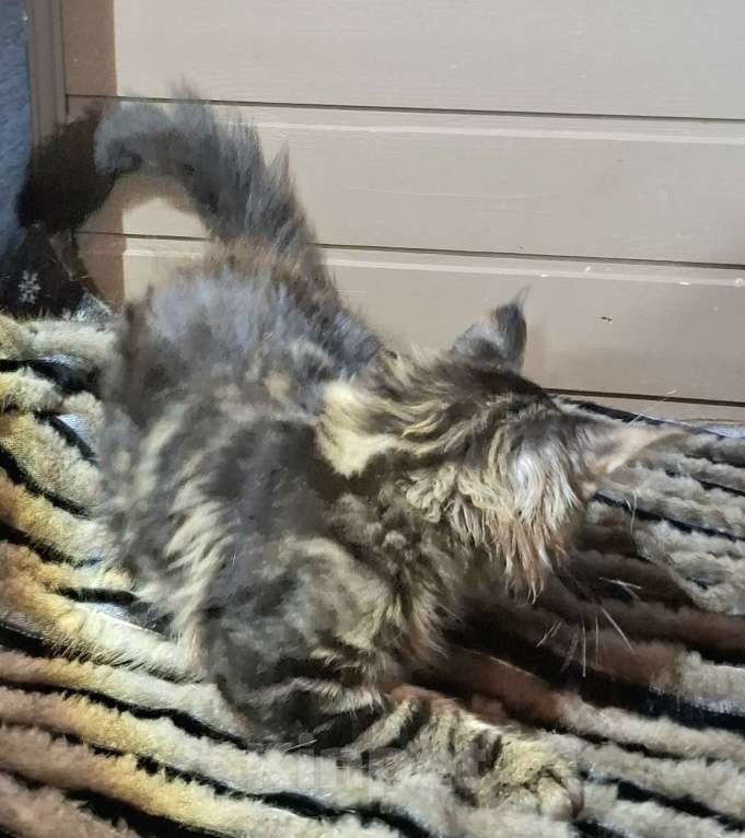 Кошки в Санкт-Петербурге: Котята мейн куны мальчики Мальчик, 45 руб. - фото 2