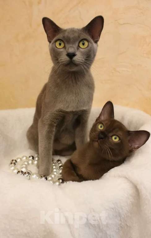 Кошки в Москве: Котенок европейский бурманский Мальчик, 55 000 руб. - фото 5