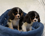 Собаки в Санкт-Петербурге: Щенки кавалер Кинг чарльз спаниеля  Мальчик, 100 000 руб. - фото 4