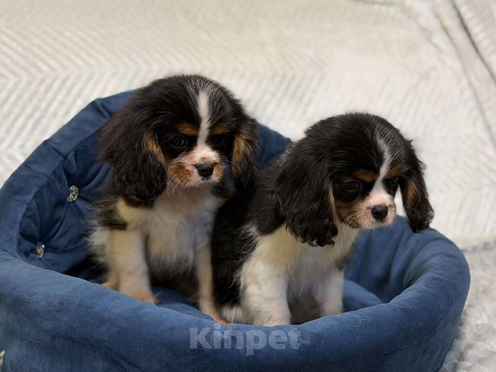 Собаки в Санкт-Петербурге: Щенки кавалер Кинг чарльз спаниеля  Мальчик, 100 000 руб. - фото 4