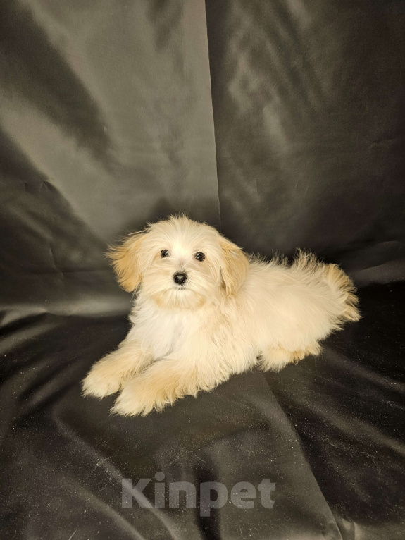 Собаки в Москве: Мальтипу щенок мальчик Мальчик, 80 000 руб. - фото 2