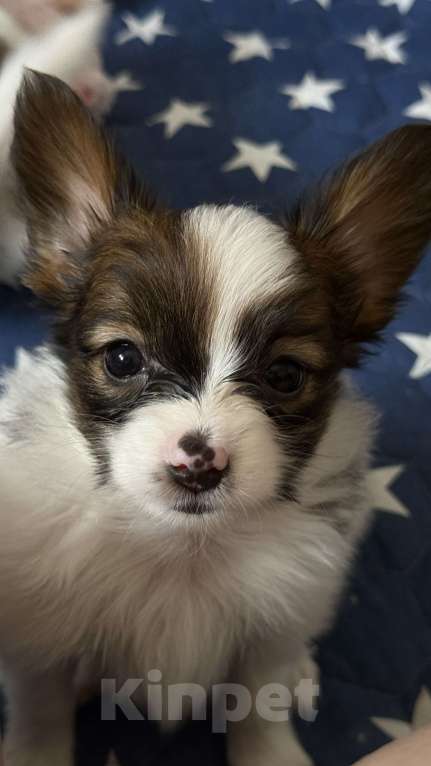 Собаки в Москве: Щенки папийона  от высокопородных родителей Разнополые, Бесплатно - фото 5