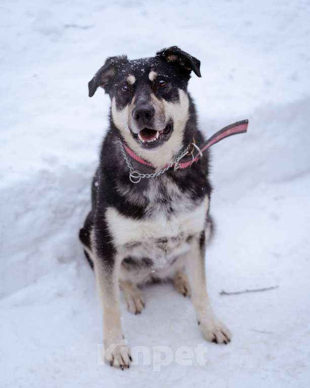 Собаки в Москве: Домашняя собака -компаньон Девочка, Бесплатно - фото 5