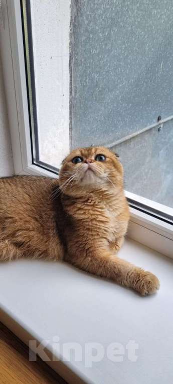 Кошки в Туапсе: Шотландский вислоухий котик ищет семью Мальчик, 55 000 руб. - фото 2