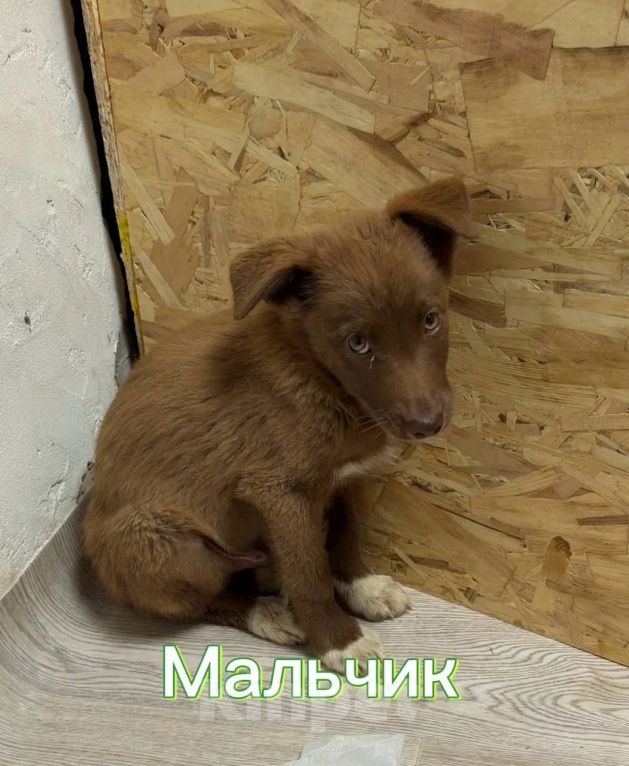 Собаки в Волоколамске: Малыш из Красноуральска в добрые руки Мальчик, Бесплатно - фото 1