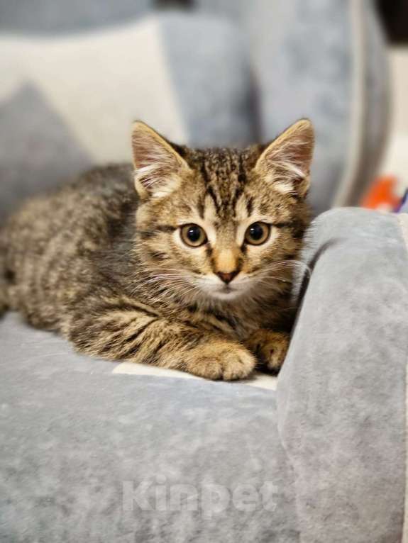 Кошки в Красногорске: Котенок Тигран 1,5 месяца в добрые руки  Мальчик, Бесплатно - фото 2