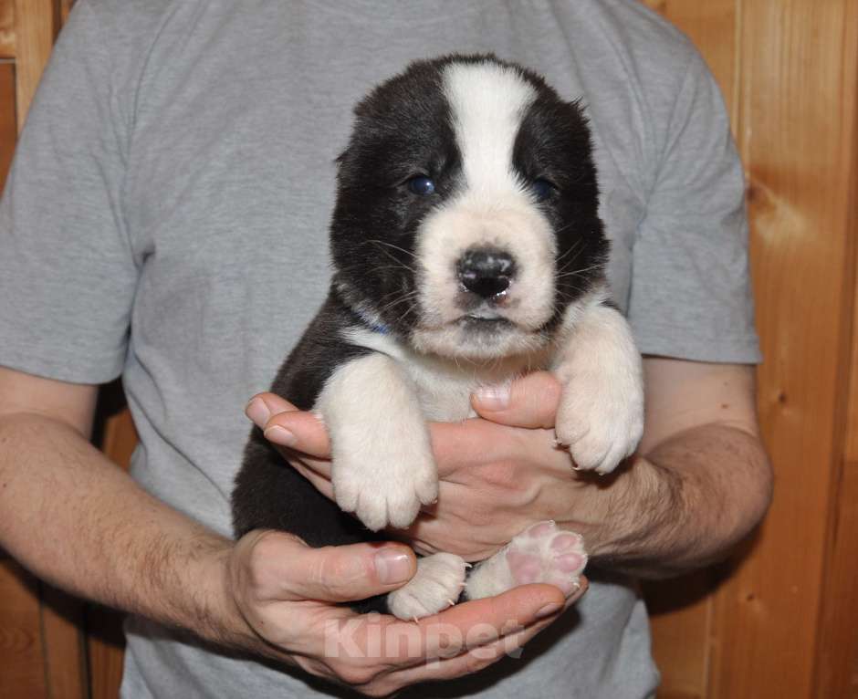 Собаки в Новосибирске: Щенок алабая (среднеазиатской овчарки) Мальчик, 50 000 руб. - фото 1