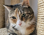 Кошки в Санкт-Петербурге: Кошка ищет дом Девочка, Бесплатно - фото 5