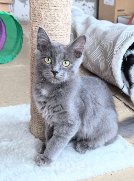 Кошки в Москве: Маленькая Дымка ищет семью! Девочка, Бесплатно - фото 10